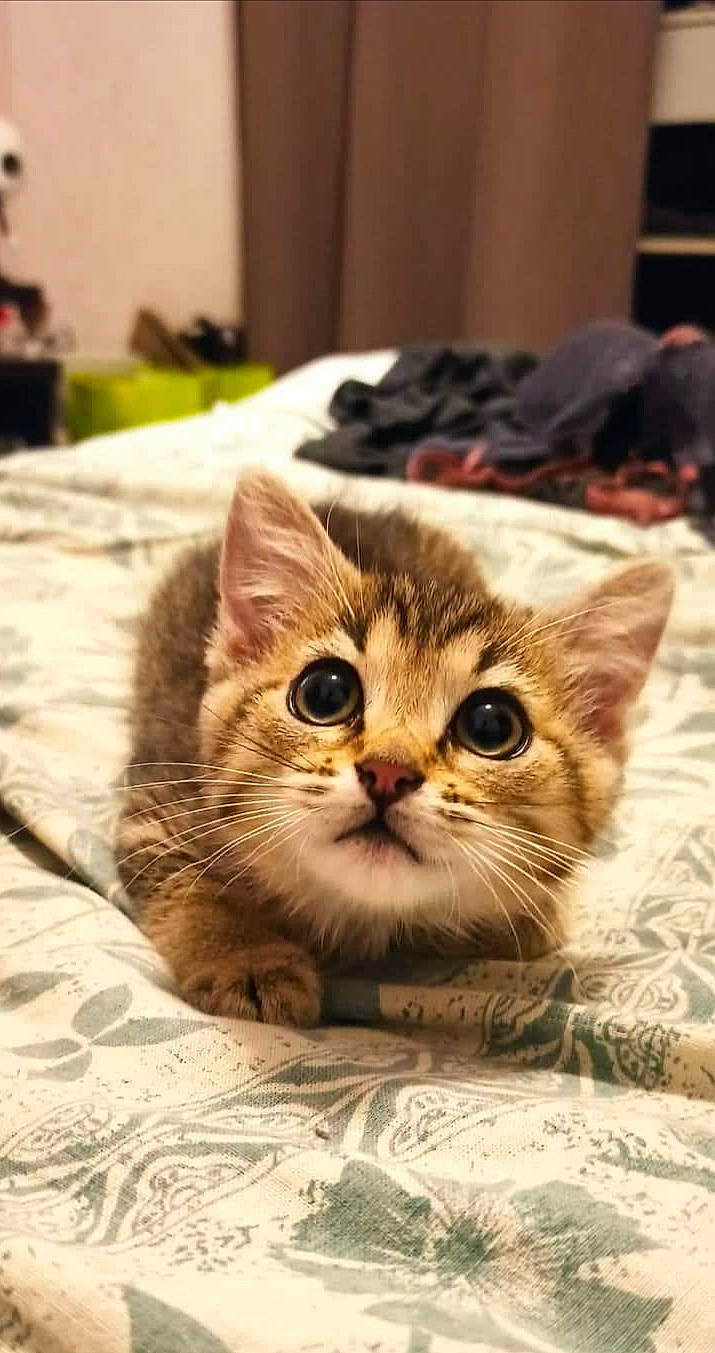 Neira participe au concours pour gagner de l'argent avec cette photo : box, cardboard, carnivore, cat, domestic_short_haired_cat, fawn, felidae, fur, linens, paper_product, paw, photo_caption, sand, small_to_medium_sized_cats, snout, whiskers, wood