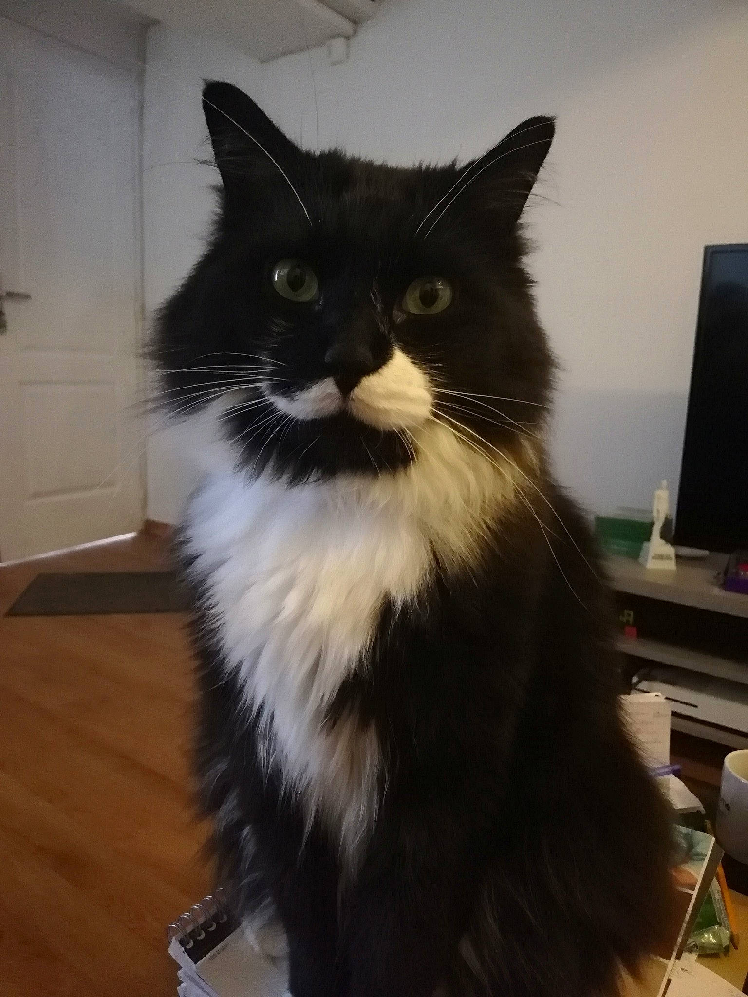 Yuki a rejoint le concours — aidez-le/la à gagner de superbes lots ! black_cat, box, cardboard, carnivore, cat, domestic_short_haired_cat, felidae, flooring, formal_wear, fur, hardwood, monochrome_photography, sitting, small_to_medium_sized_cats, snout, tail, terrestrial_animal, whiskers, window, wood_flooring