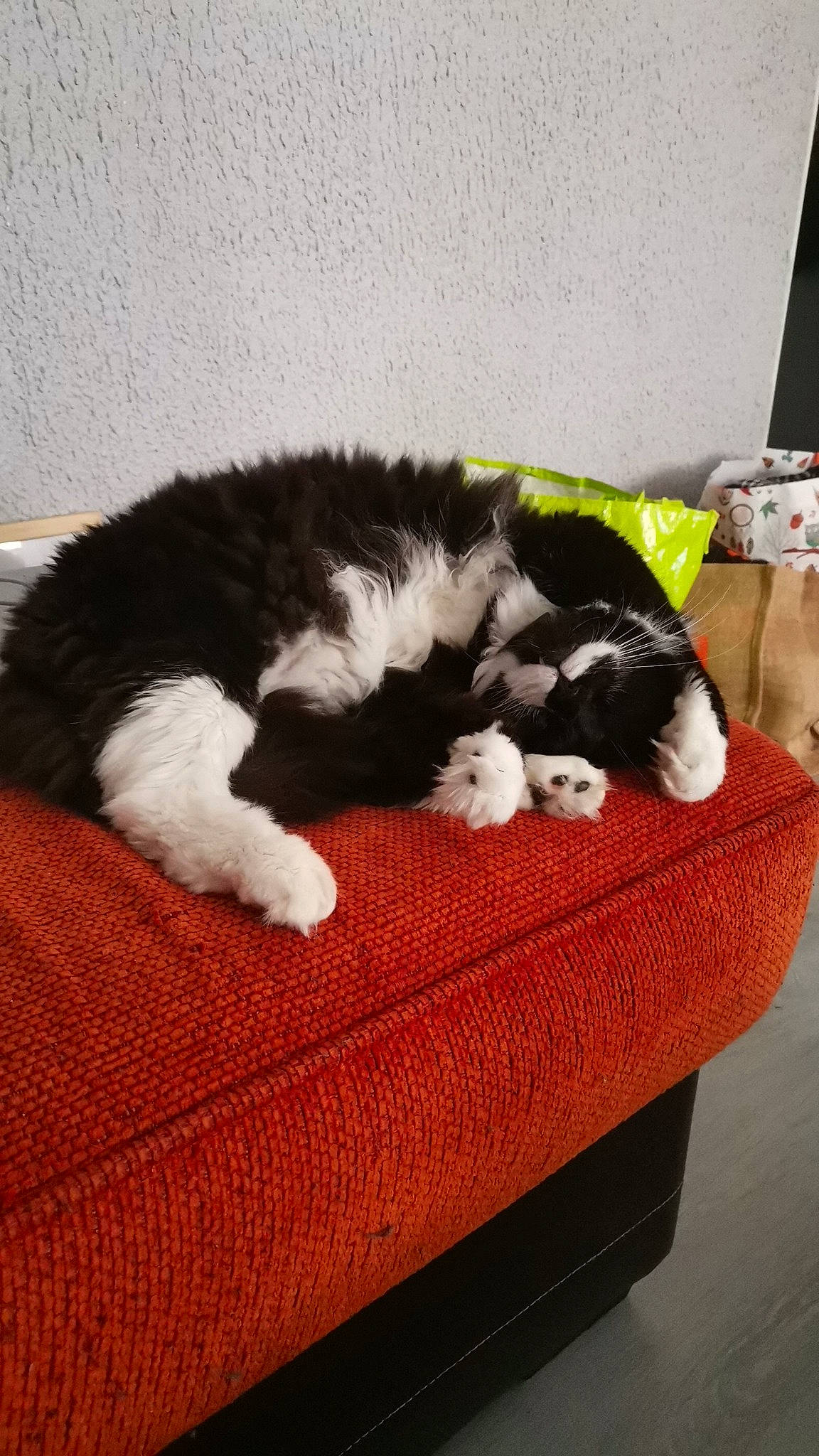 Yuki a rejoint le concours — aidez-le/la à gagner de superbes lots ! canidae, carnivore, cat, cat_bed, cat_supply, claw, comfort, companion_dog, dog_breed, domestic_short_haired_cat, felidae, fur, nap, sleep, small_to_medium_sized_cats, sporting_group, tail, terrestrial_animal, whiskers