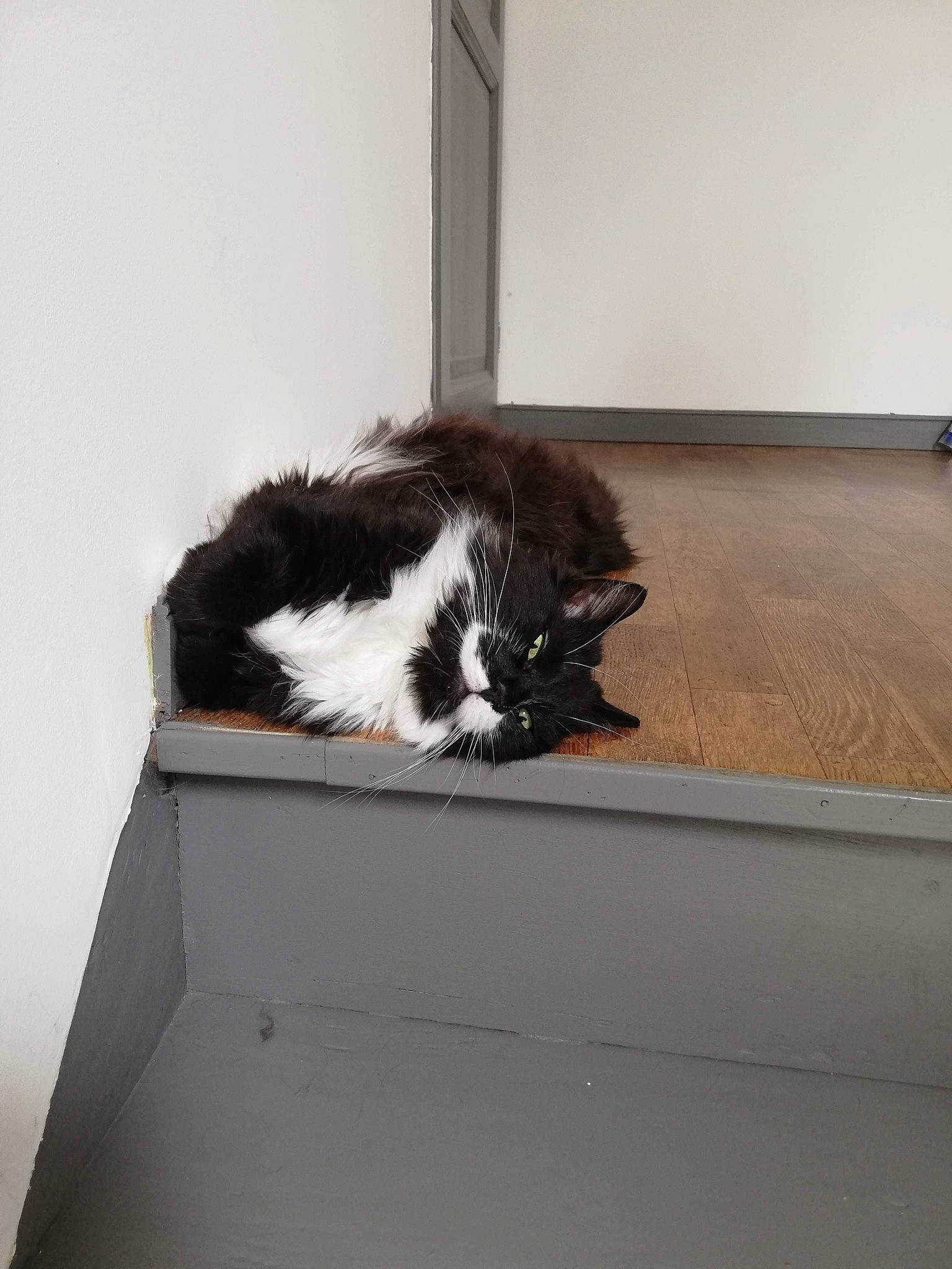 Yuki a rejoint le concours — aidez-le/la à gagner de superbes lots ! carnivore, cat, felidae, fur, small_to_medium_sized_cats, tail