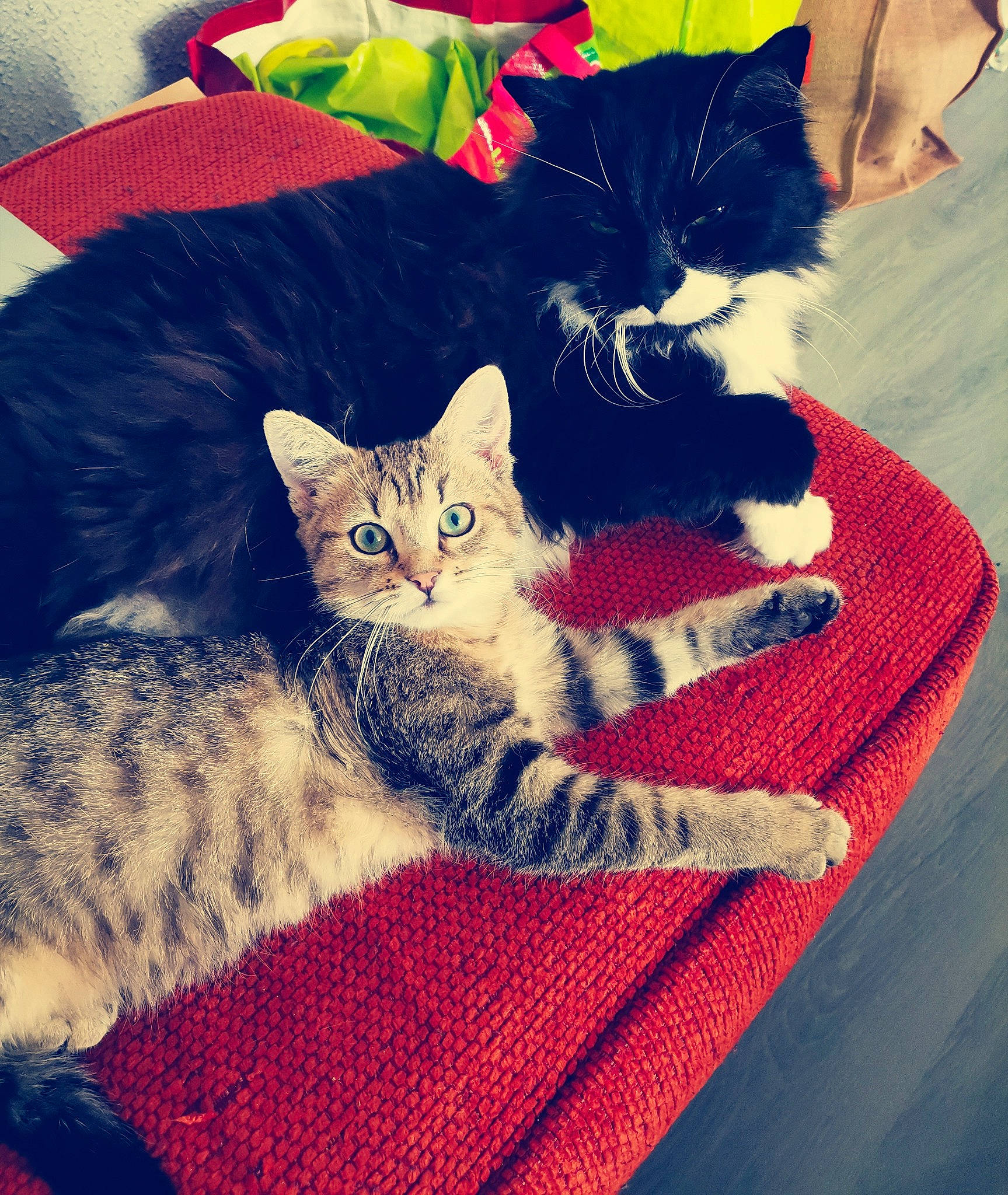 Yuki participe au concours pour gagner de l'argent avec cette photo : carnivore, cat, comfort, domestic_short_haired_cat, electric_blue, felidae, fur, happy, linens, mammal, morning, pattern, paw, small_to_medium_sized_cats, snout, square, tail, textile, vertebrate, whiskers