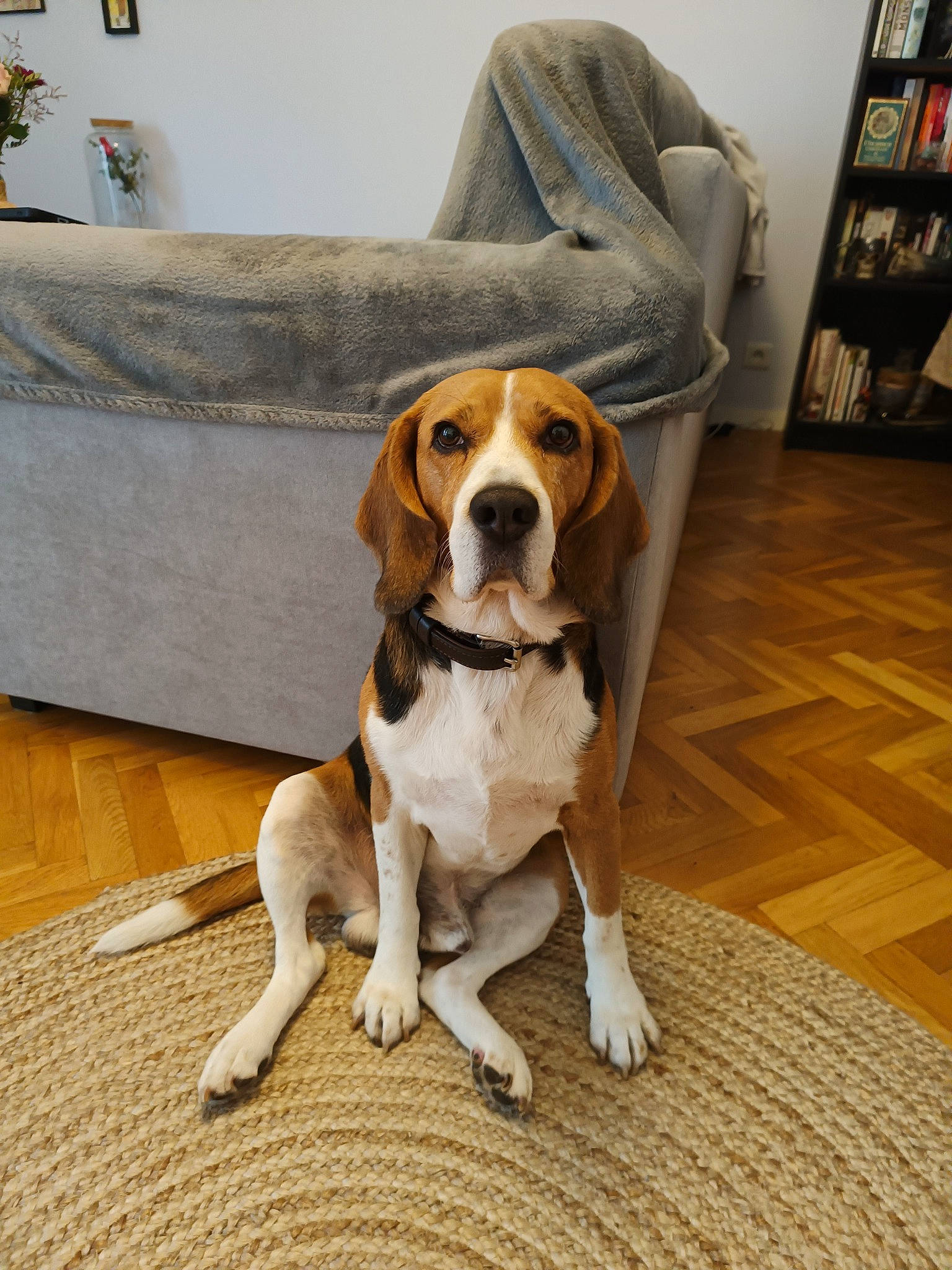 Lulu a rejoint le concours — aidez-le/la à gagner de superbes lots ! bookcase, carnivore, collar, companion_dog, couch, dog, dog_breed, dog_collar, fawn, floor, flooring, hardwood, hound, picture_frame, scent_hound, shelf, snout, sporting_group, tail, wood