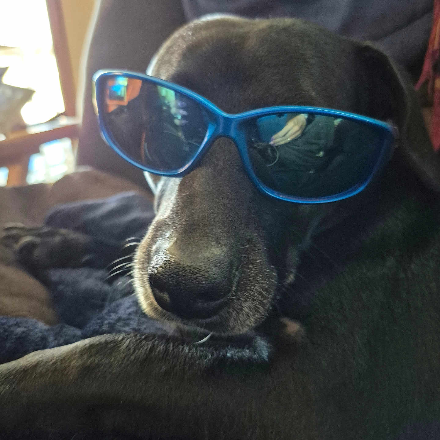 Brenda Miller is registered to the contest to win money with this photo: accessories, adult, animal, canine, couch, dog, face, female, furniture, glasses, head, hound, labradorretriever, person, pet, photography, portrait, puppy, sunglasses, woman