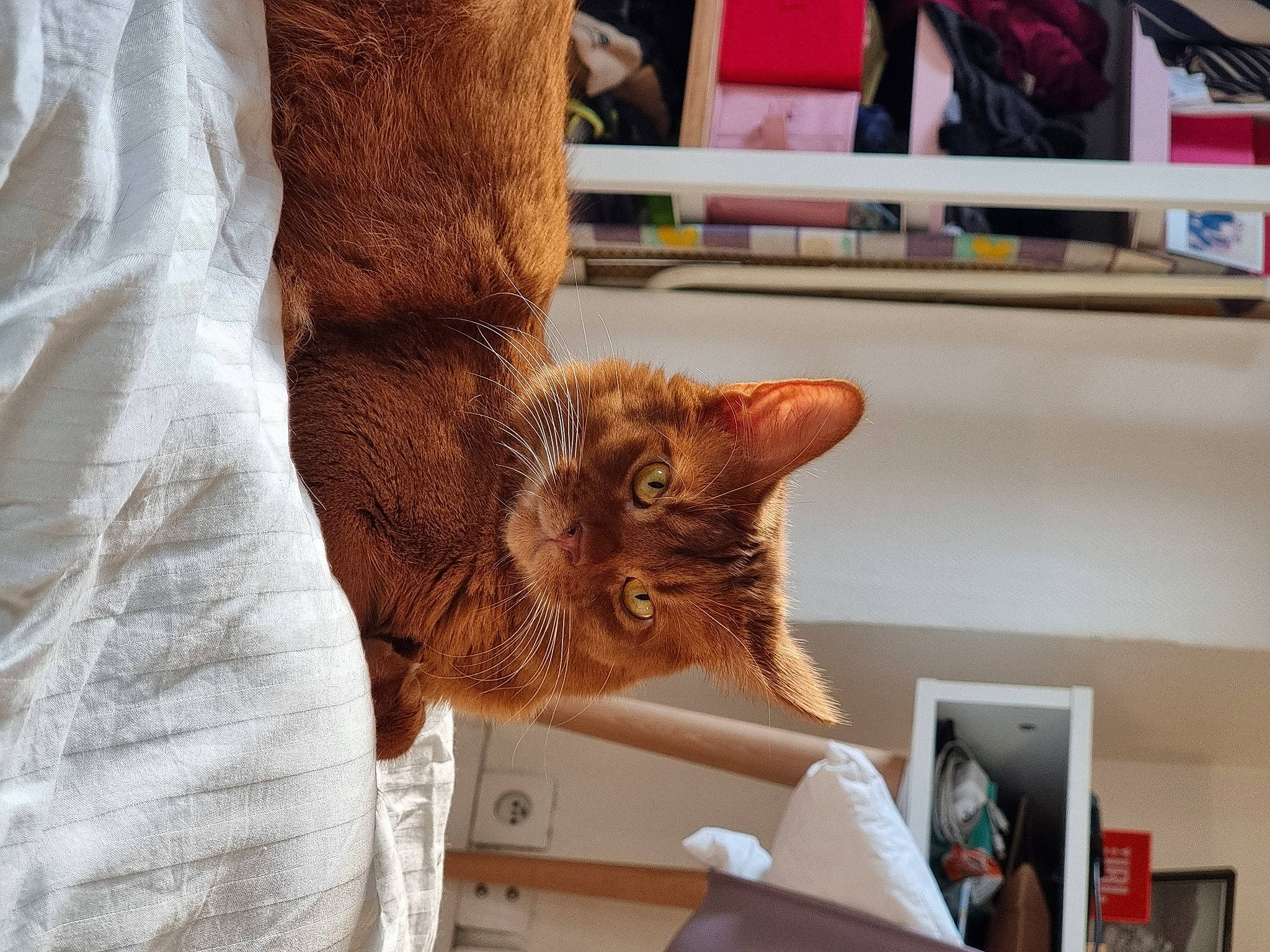 Rouquemoute a rejoint le concours — aidez-le/la à gagner de superbes lots ! carnivore, cat, claw, comfort, domestic_short_haired_cat, ear, fawn, felidae, foot, fur, human_leg, room, small_to_medium_sized_cats, snout, tail, whiskers, window, wood