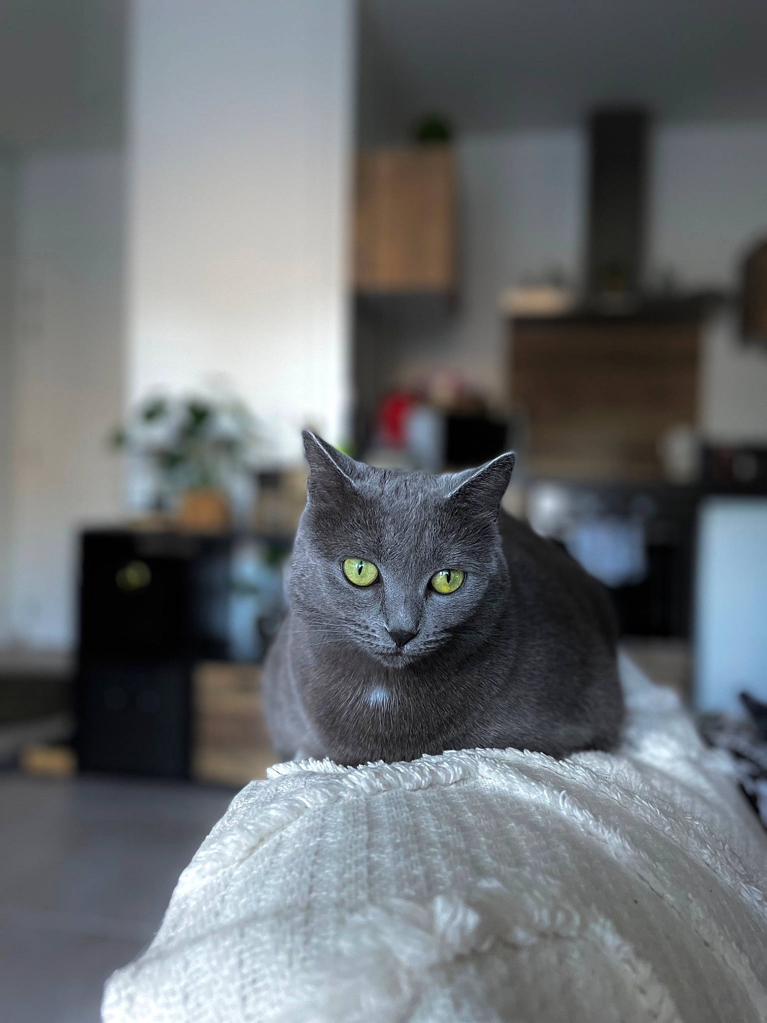 Milo participe au concours pour gagner de l'argent avec cette photo : black_cat, bombay, carnivore, cat, chartreux, domestic_short_haired_cat, felidae, flooring, fur, grey, monochrome_photography, road_surface, sitting, small_to_medium_sized_cats, snout, terrestrial_animal, whiskers, wood