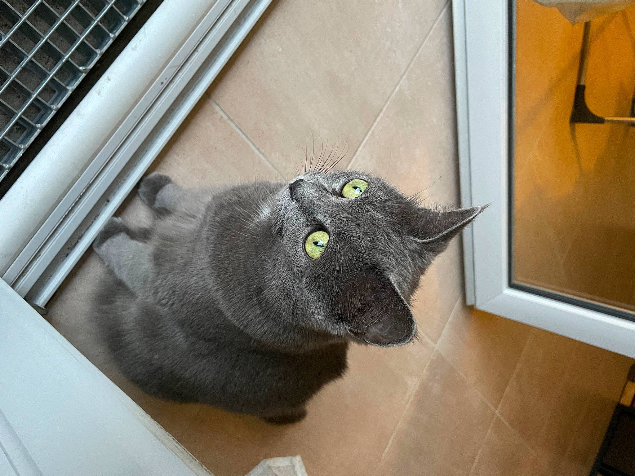 Milo participe au concours pour gagner de l'argent avec cette photo : black_cat, carnivore, cat, comfort, domestic_short_haired_cat, felidae, flooring, fur, grey, hardwood, plant, russian_blue, small_to_medium_sized_cats, snout, table, tail, tile_flooring, whiskers, window, wood