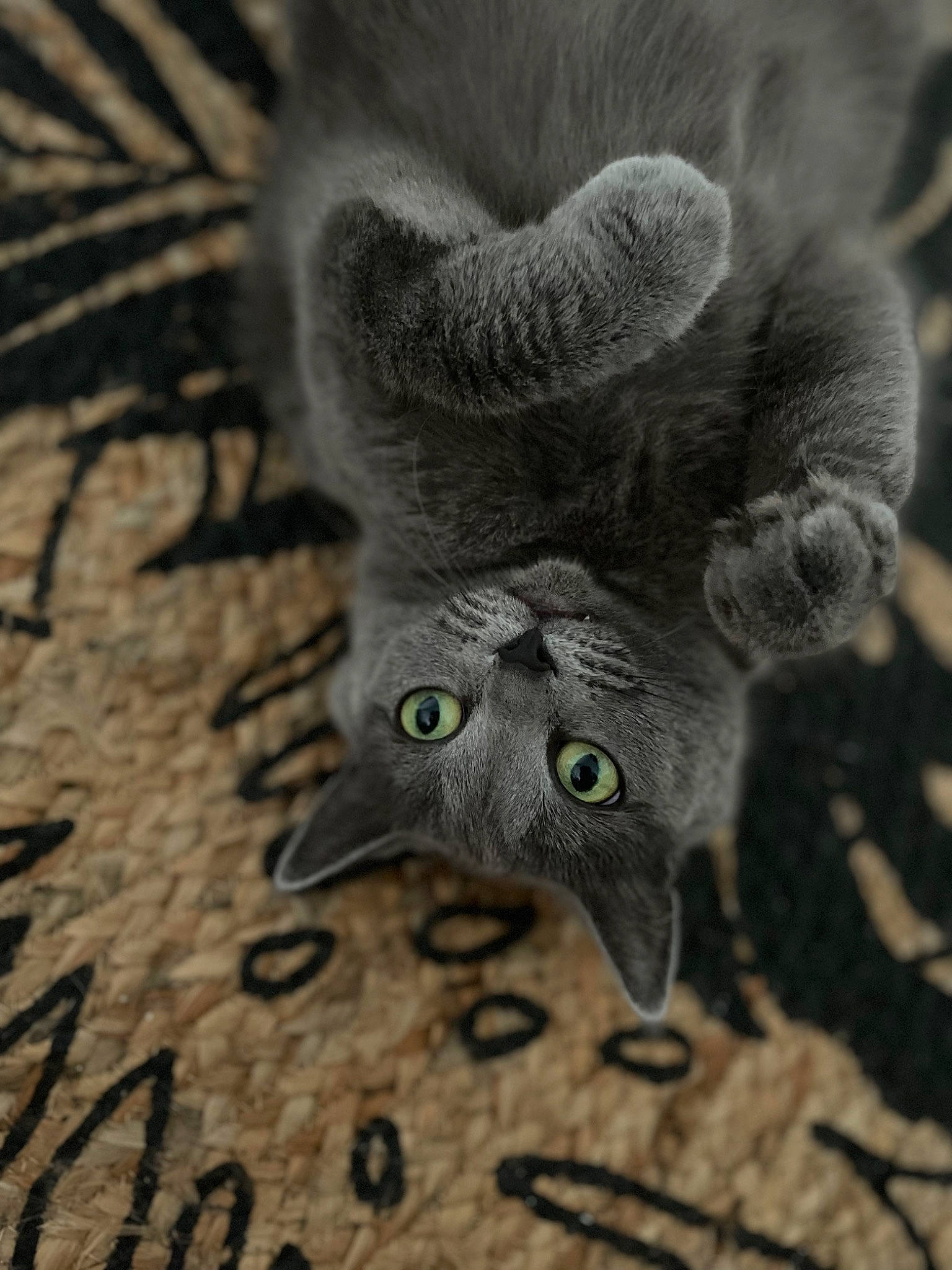 Milo participe au concours pour gagner de l'argent avec cette photo : carnivore, cat, claw, domestic_short_haired_cat, fawn, felidae, foot, fur, grey, paw, photo_caption, plant, small_to_medium_sized_cats, snout, tail, terrestrial_animal, whiskers, wood