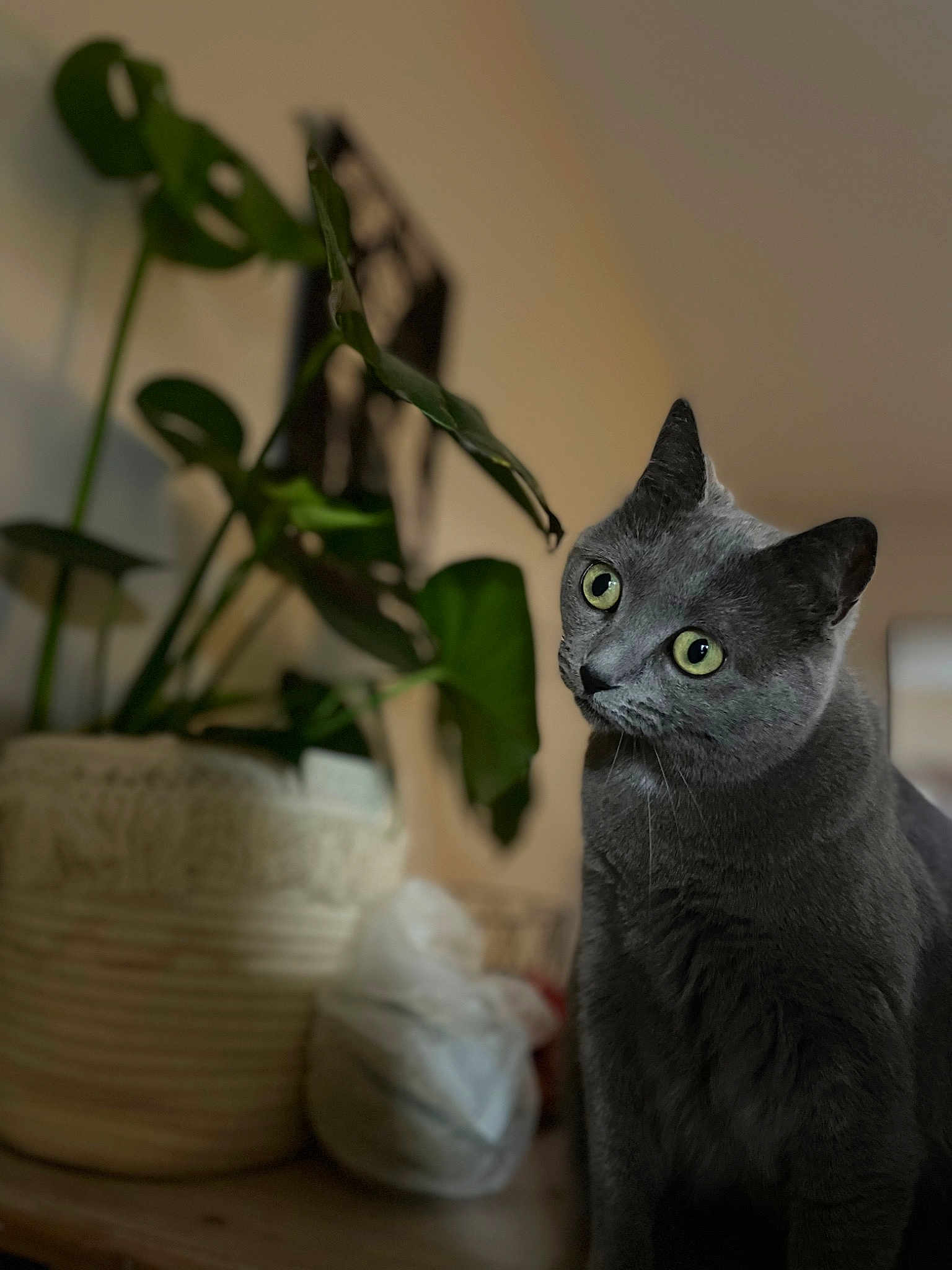 Milo