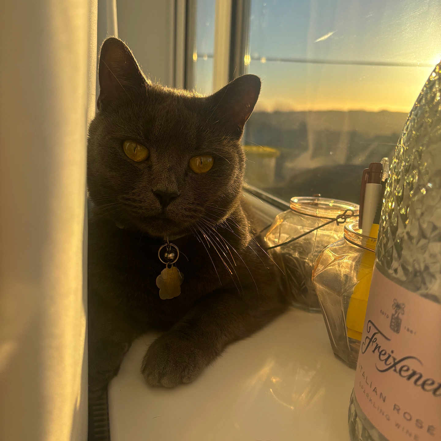 Bonx joined the competition — help win amazing prizes! abyssinian, alcohol, animal, beverage, blackcat, bottle, cat, computer, cosmetics, electronics, kitten, laptop, liquor, manx, pc, perfume, pet, waterbottle, window, windowsill