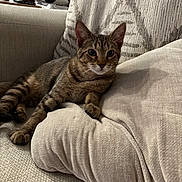 Charlie joined the competition — help win amazing prizes! animal, cat, comfort, couch, cushion, domestic_animal, ears, eyes, feline, fur, home, indoor, living_room, pet, relaxed, resting, soft, tabby, texture, whiskers