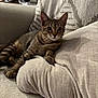 animal, cat, comfort, couch, cushion, domestic_animal, ears, eyes, feline, fur, home, indoor, living_room, pet, relaxed, resting, soft, tabby, texture, whiskers