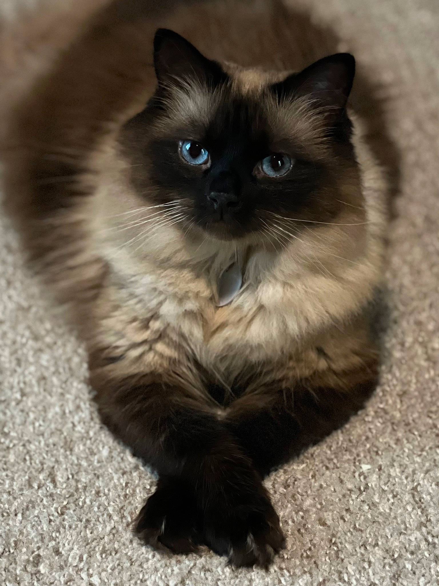 Jynx is registered to the contest to win money with this photo: balinese, birman, carnivore, cat, claw, electric_blue, fawn, felidae, fur, iris, ragdoll, siamese, small_to_medium_sized_cats, snout, tail, terrestrial_animal, thai, whiskers