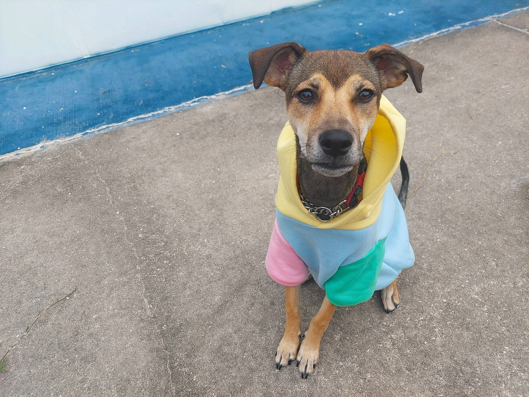 Freddy is registered to the contest to win money with this photo: canidae, carnivore, chair, collar, companion_dog, dog, dog_breed, dog_clothes, dog_collar, dog_supply, fashion_accessory, fawn, leash, pet_supply, plant, road_surface, snout, sporting_group, whiskers, working_animal