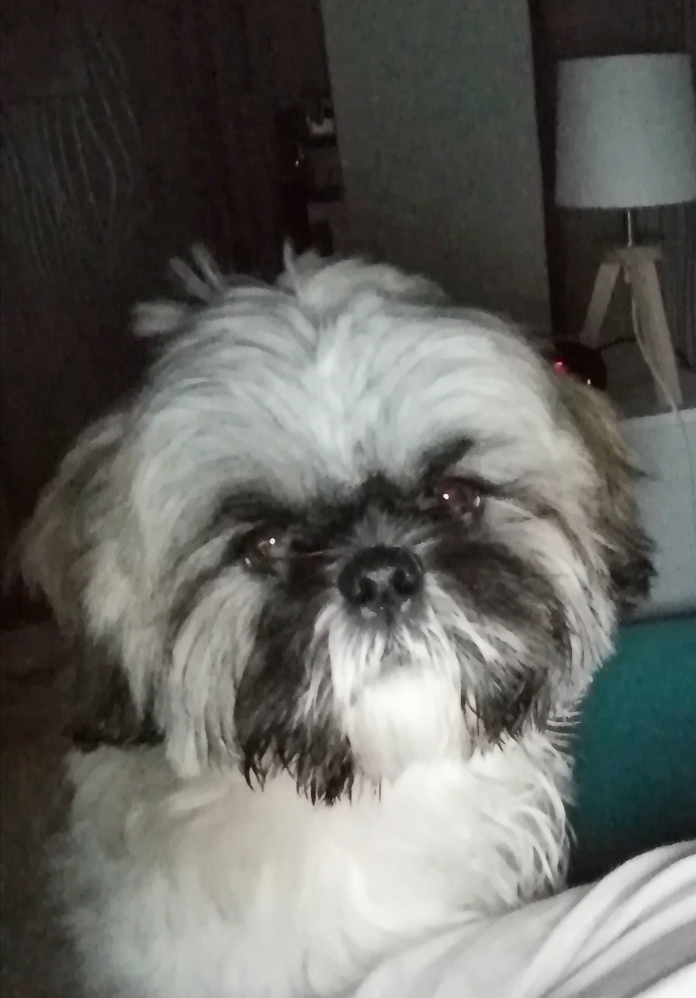 Rodéo a rejoint le concours — aidez-le/la à gagner de superbes lots ! canidae, carnivore, comfort, companion_dog, dog, dog_breed, eye, fawn, fur, hair, head, human_body, liver, maltepoo, shih_poo, shih_tzu, snout, sporting_group, terrestrial_animal, toy_dog