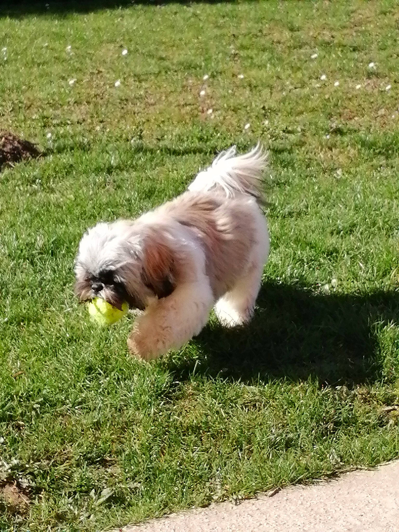 Rodéo a rejoint le concours — aidez-le/la à gagner de superbes lots ! canidae, carnivore, companion_dog, dog, dog_breed, fawn, fur, grass, liver, maltepoo, shih_poo, shih_tzu, small_terrier, snout, sporting_group, tail, terrestrial_animal, terrier, toy_dog, working_animal