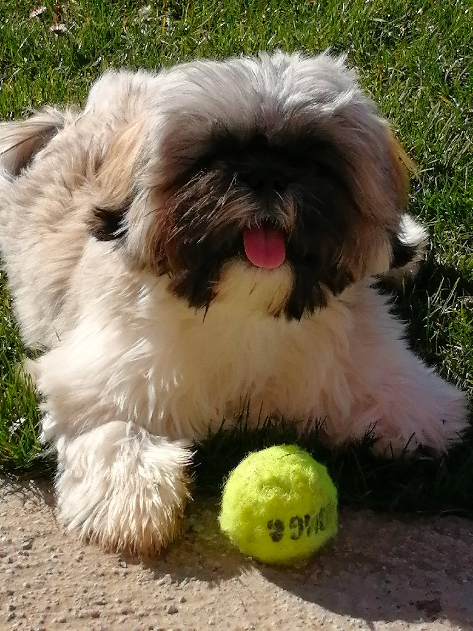 Rodéo participe au concours pour gagner de l'argent avec cette photo : canidae, carnivore, companion_dog, dog, dog_breed, dog_supply, fawn, fur, grass, liver, mal_shi, maltepoo, shih_poo, shih_tzu, snout, sporting_group, tennis_ball, terrier, toy_dog, working_animal