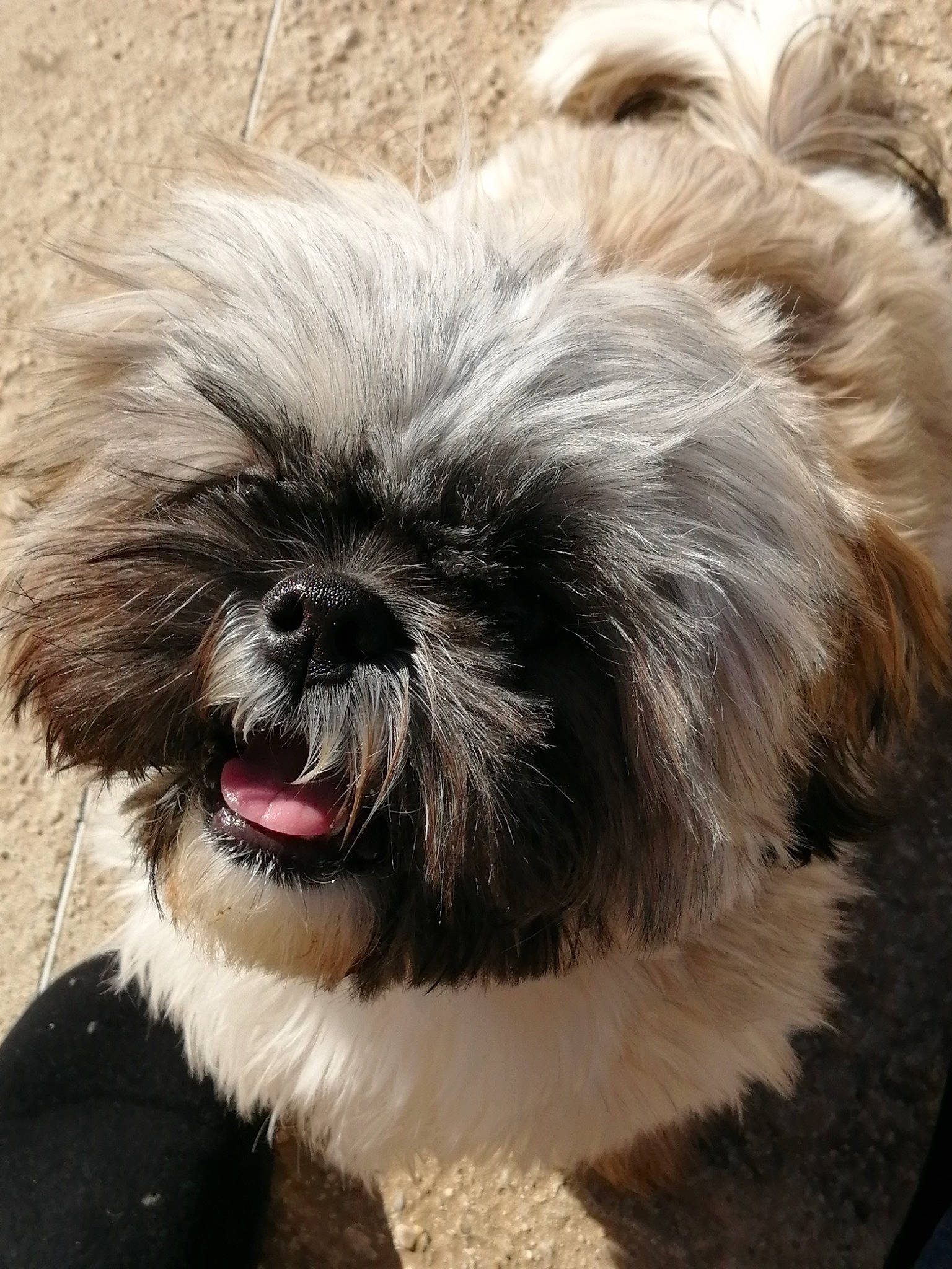 Rodéo participe au concours pour gagner de l'argent avec cette photo : canidae, carnivore, companion_dog, dog, dog_breed, dog_supply, fawn, fur, liver, mal_shi, maltepoo, shih_poo, shih_tzu, snout, sporting_group, terrestrial_animal, terrier, toy_dog, whiskers, working_animal