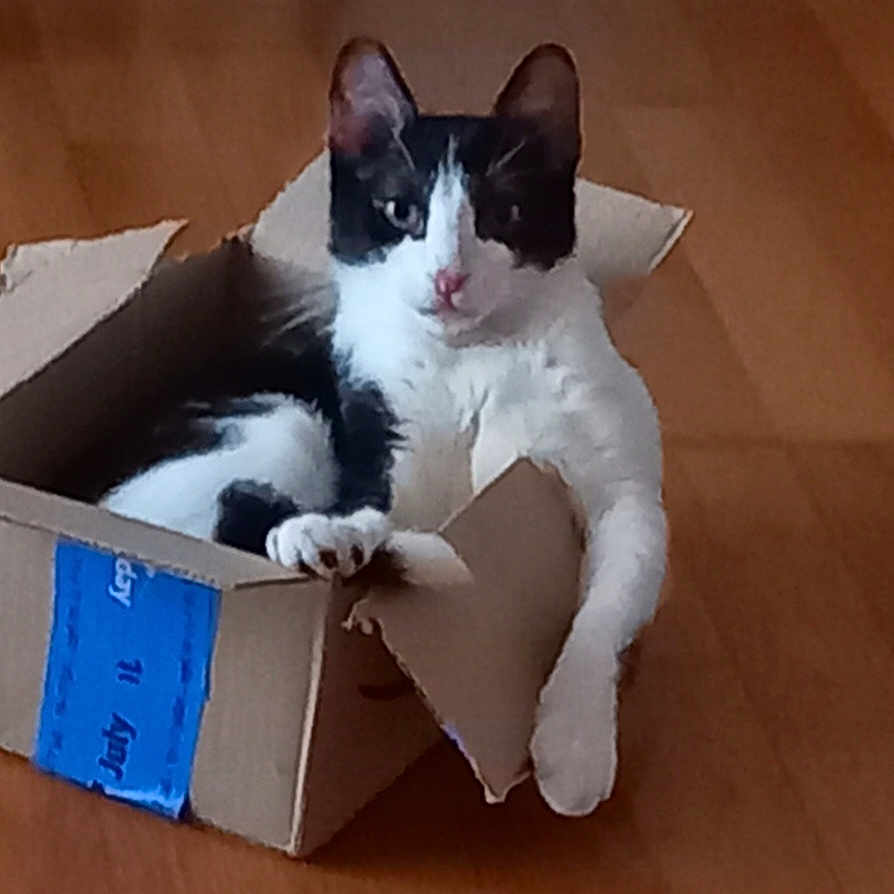 Tao participe au concours pour gagner de l'argent avec cette photo : angora, animal, box, canine, cardboard, carton, cat, electronics, hardwood, indoors, kitten, manx, package, packagedelivery, person, pet, phone, sleeping, text, wood