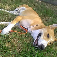 Ducky is registered to the contest to win money with this photo: dog, grass, outdoor, collar, leash, canine, pet, playful, relaxed, sunlight, smiling, fur, animal, nature, lying_down, happy, daytime, ears, teeth, tongue