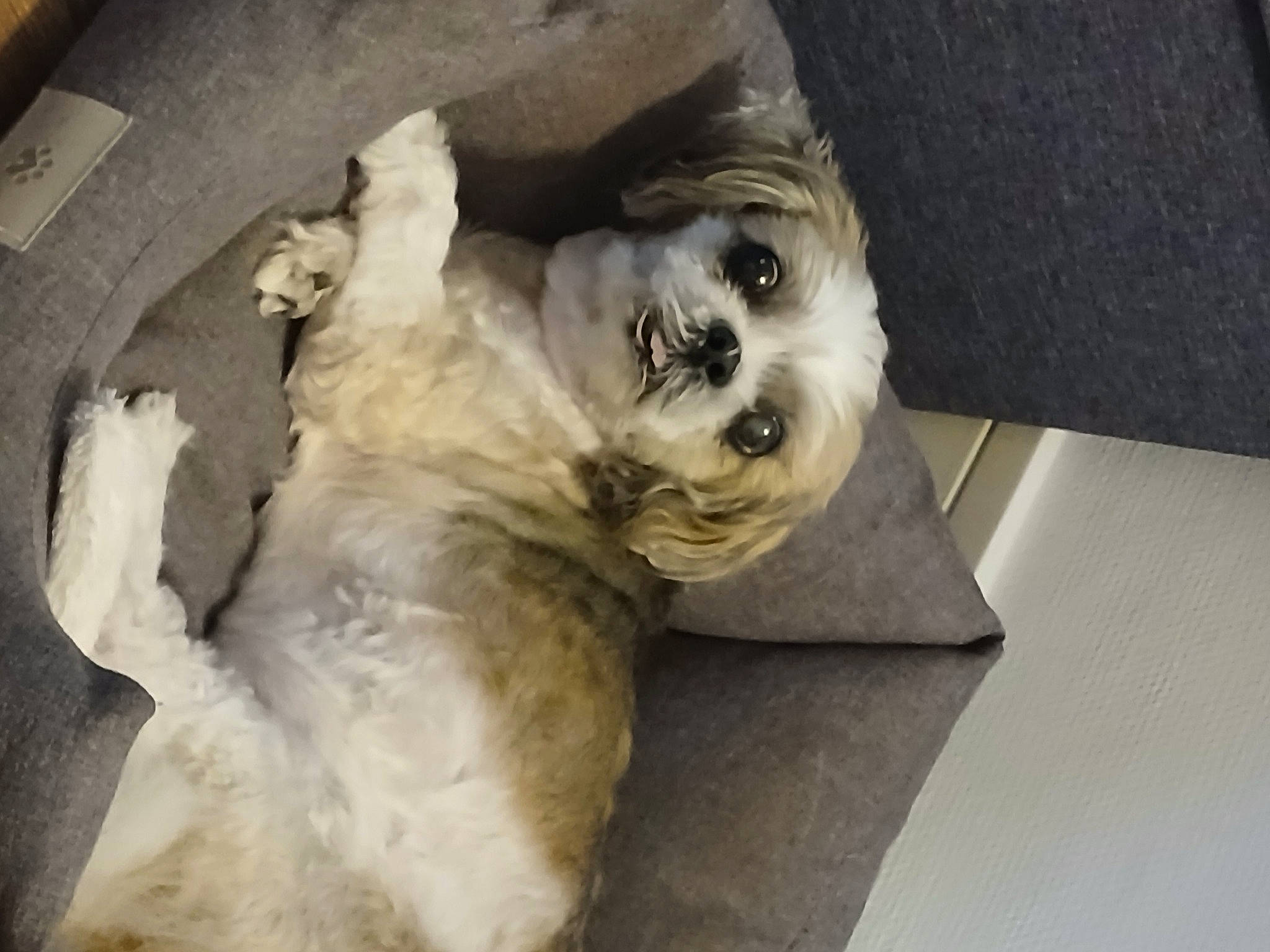 Tommy a rejoint le concours — aidez-le/la à gagner de superbes lots ! art, artifact, carnivore, companion_dog, dog_breed, fawn, fur, natural_material, sculpture, snout, sporting_group, terrestrial_animal, toy_dog, working_animal, wrinkle