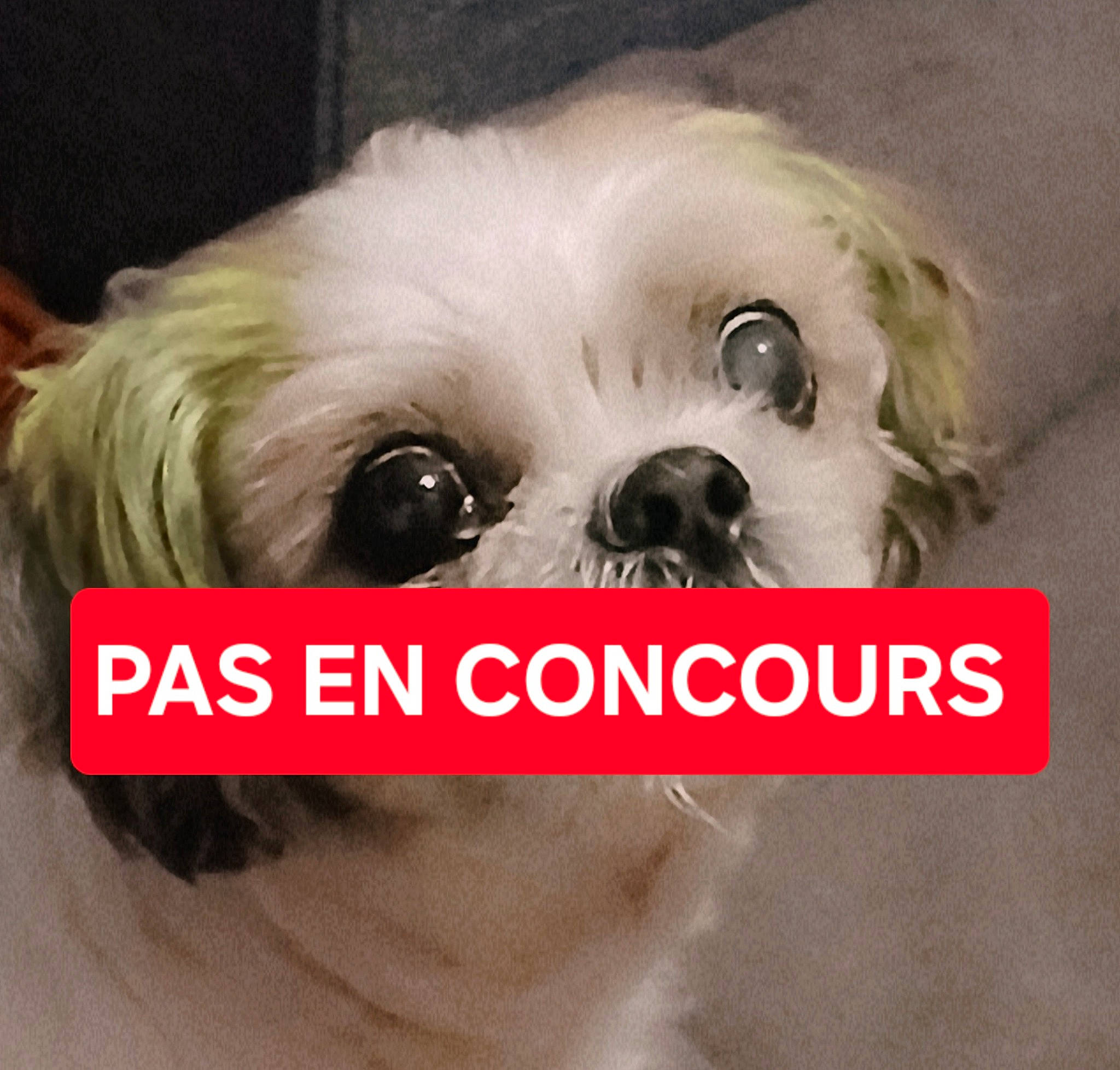 Tommy a rejoint le concours — aidez-le/la à gagner de superbes lots ! canidae, carnivore, companion_dog, dog, dog_breed, dog_supply, ear, eye, eyelash, fawn, font, fur, liver, pet_supply, shih_tzu, snout, sporting_group, toy_dog, whiskers, working_animal