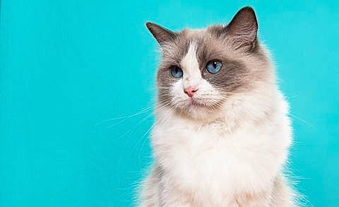 Myscat a rejoint le concours — aidez-le/la à gagner de superbes lots ! birman, carnivore, cat, domestic_short_haired_cat, electric_blue, eye, felidae, fur, ragdoll, small_to_medium_sized_cats, snout, terrestrial_animal, whiskers, window