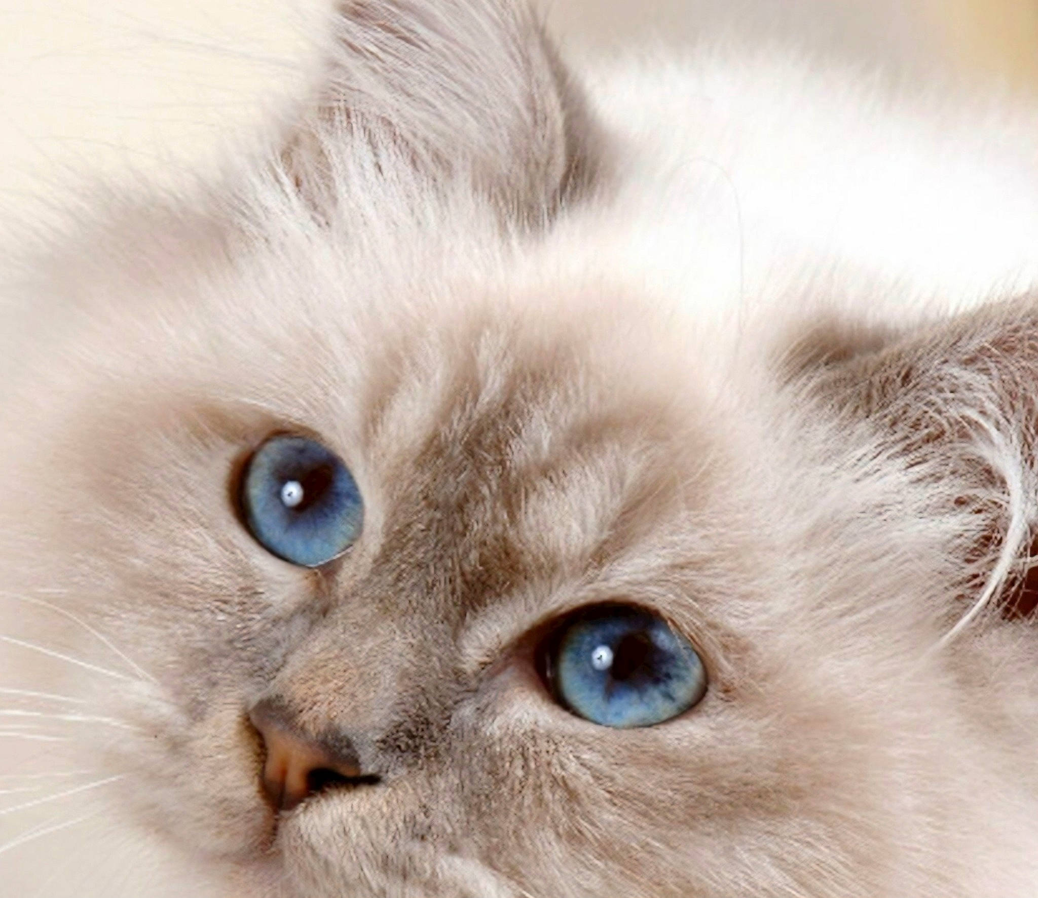 Myscat a rejoint le concours — aidez-le/la à gagner de superbes lots ! balinese, birman, british_longhair, carnivore, cat, ear, fawn, felidae, fur, no_expression, ragdoll, small_to_medium_sized_cats, snout, terrestrial_animal, thai, whiskers