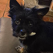 Mia a rejoint le concours — aidez-le/la à gagner de superbes lots ! dog, black_fur, pet, indoor, curious, small_dog, fluffy, animal, closeup, looking_up, leather_surface, tile_floor, stone_wall, ears_up, cute, mouth_holding_object, domestic_animal, companion, house, fur
