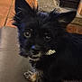 dog, black_fur, pet, indoor, curious, small_dog, fluffy, animal, closeup, looking_up, leather_surface, tile_floor, stone_wall, ears_up, cute, mouth_holding_object, domestic_animal, companion, house, fur