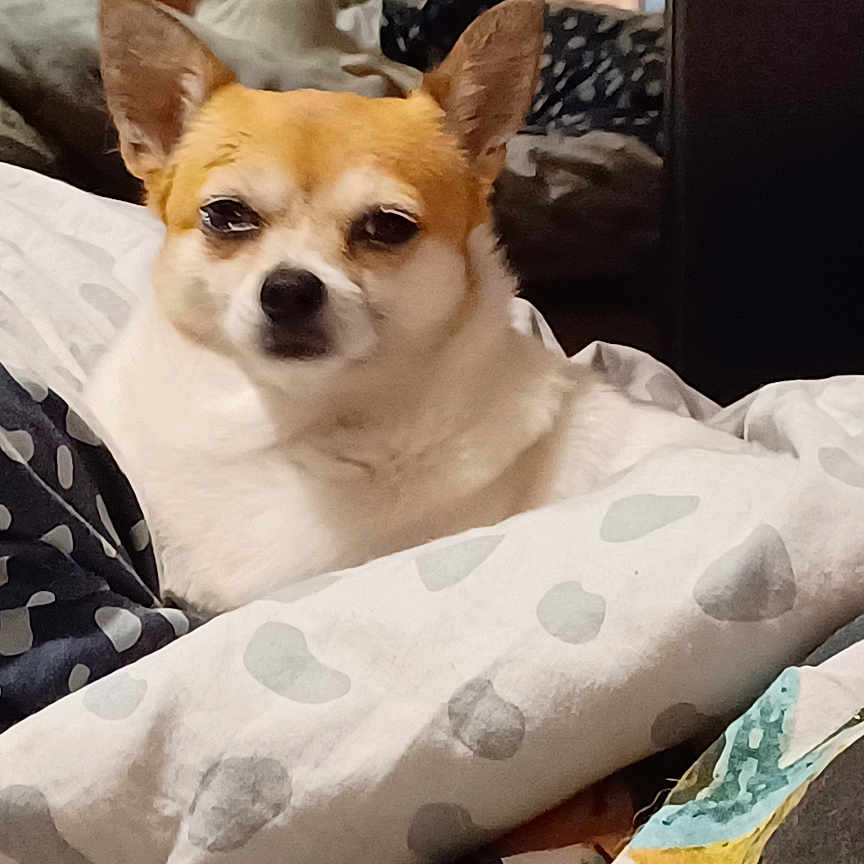 Pupuce participe au concours pour gagner de l'argent avec cette photo : animal, bed, bedroom, blanket, canine, chihuahua, cockerspaniel, cushion, dog, furniture, homedecor, hound, indoors, interiordesign, linen, papillon, pet, puppy, quilt, room