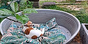 Pupuce participe au concours pour gagner de l'argent avec cette photo : animal, bathing, blanket, canine, cat, cockerspaniel, dog, dogbed, face, head, hound, kitten, leaf, nature, outdoors, papillon, person, pet, puppy, yard