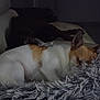 dog, sleeping, couch, blanket, indoor, pet, fur, resting, cozy, animal, living_room, home, dark, quiet, relaxing, companion, two_dogs, furniture, mammal, domestic
