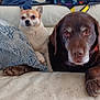 dog, couch, pet, indoor, animal, relaxed, brown_dog, small_dog, pillow, blanket, furniture, companion, cute, domestic, resting, two_animals, canine, living_room, household, cozy