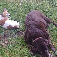 Loonie participe au concours pour gagner de l'argent avec cette photo : animal, brown_dog, canine, companion, daylight, dog, friendship, fur, grass, greenery, laying_down, looking_back, nature, outdoor, pet, playful, relaxing, small_dog, summer, white_dog