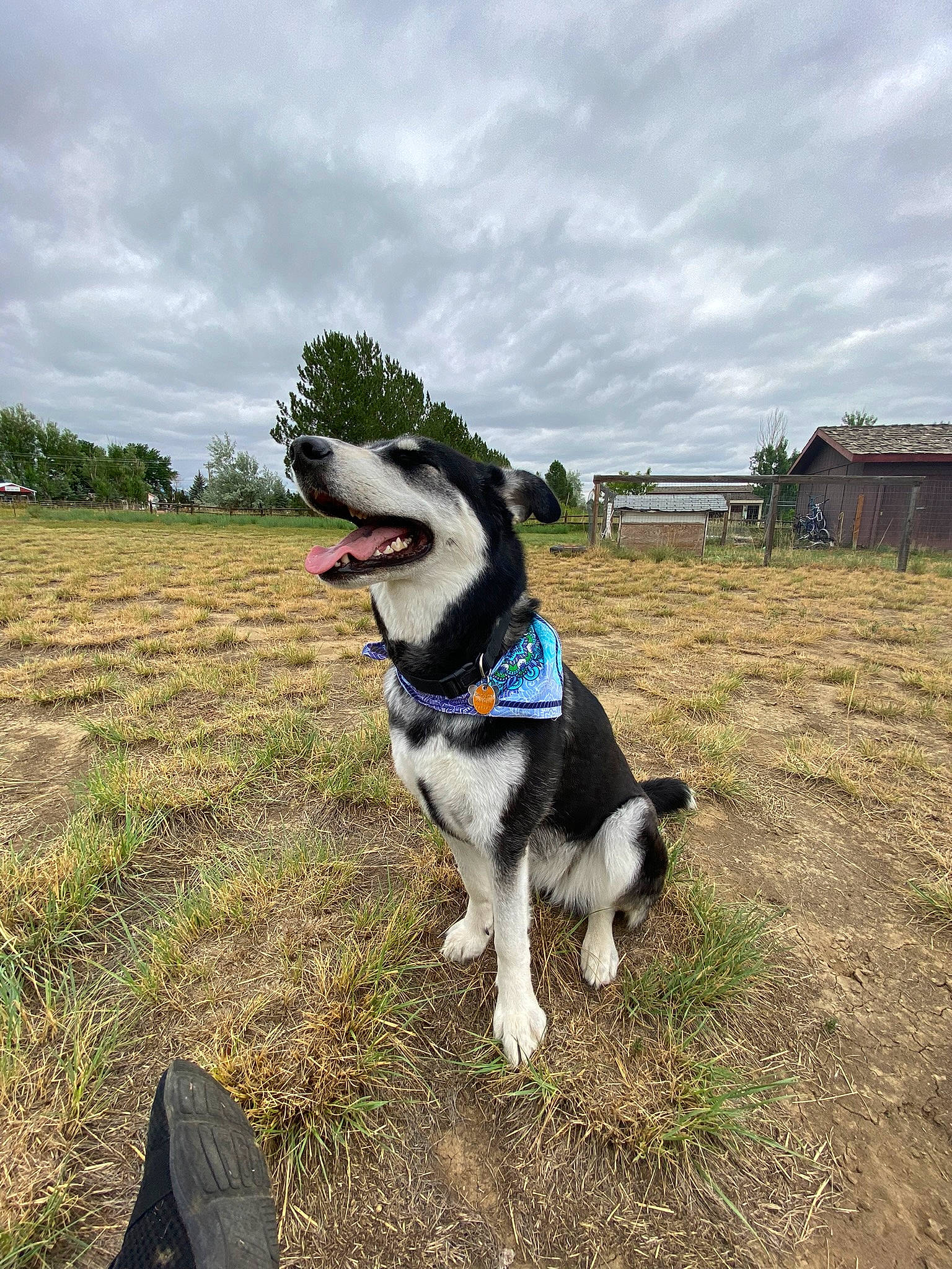 Khalessi is registered to the contest to win money with this photo: adventure, canidae, carnivore, cloud, collar, companion_dog, dog, dog_breed, dog_collar, electric_blue, grass, herding_dog, leash, plant, recreation, sky, snout, sporting_group, tail, working_animal