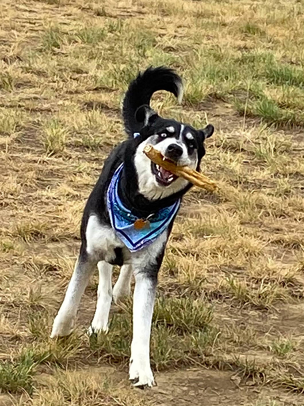 Khalessi is registered to the contest to win money with this photo: canidae, carnivore, collar, companion_dog, dog, dog_breed, dog_clothes, dog_collar, dog_supply, electric_blue, fashion_accessory, grass, grassland, leash, plant, recreation, sporting_group, tail, terrestrial_animal, working_animal