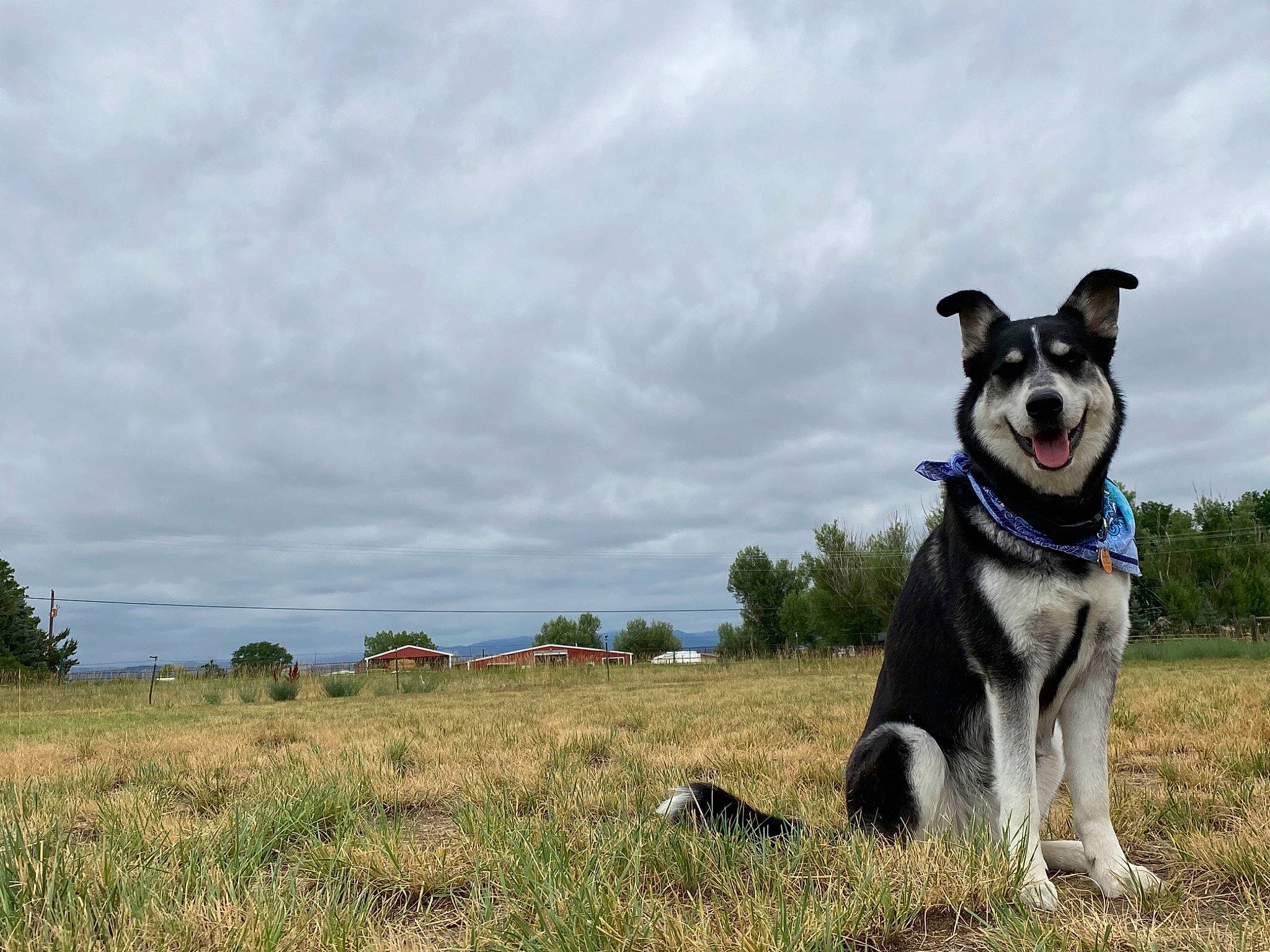Khalessi joined the competition — help win amazing prizes! canidae, carnivore, cloud, collar, companion_dog, dog, dog_breed, grass, grassland, herding_dog, landscape, leash, natural_landscape, plant, sky, snout, sporting_group, tail, tree, working_animal