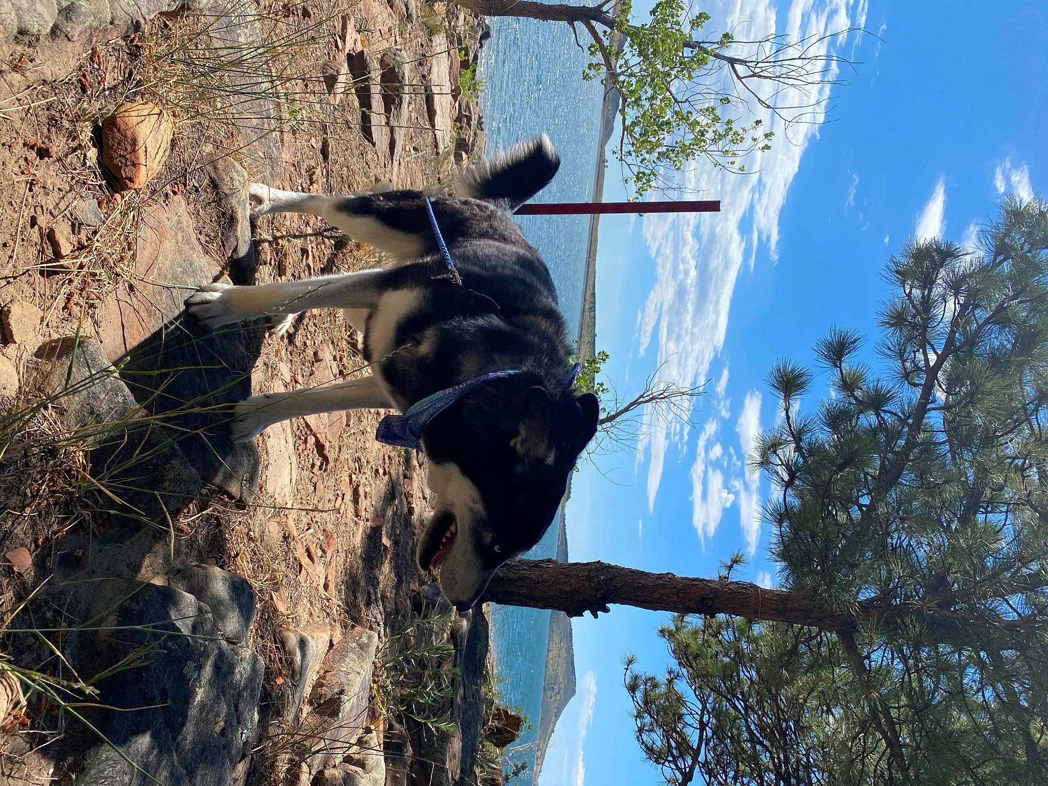 Khalessi joined the competition — help win amazing prizes! art, branch, cloud, plant, plant_stem, reflection, sculpture, shadow, sky, tail, terrestrial_animal, tree, trunk, twig, wildlife, window, winter, wood, woody_plant, working_animal