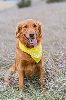 Tejay joined the competition — help win amazing prizes! ball, carnivore, companion_dog, dog, dog_breed, fawn, fur, grass, gun_dog, liver, paw, plant, retriever, snout, soil, sporting_group, street_dog, tail, terrestrial_animal, working_animal