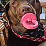 Riley Rea is registered to the contest to win money with this photo: dog, labrador, chocolate_lab, pet, portrait, close_up, brown_fur, pink_pacifier, bandana, christmas_tree, holiday, indoors, living_room, chair, table, bowl, food, funny, adorable, festive