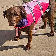Riley Rea joined the competition — help win amazing prizes! dog, brown_dog, pet, animal, outdoors, sidewalk, grass, pink_clothing, dog_jacket, costume, hood, fashion, standing, walking, portrait, sunlight, shadow, leash, collar, funny