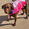 dog, brown_dog, pet, animal, outdoors, sidewalk, grass, pink_clothing, dog_jacket, costume, hood, fashion, standing, walking, portrait, sunlight, shadow, leash, collar, funny