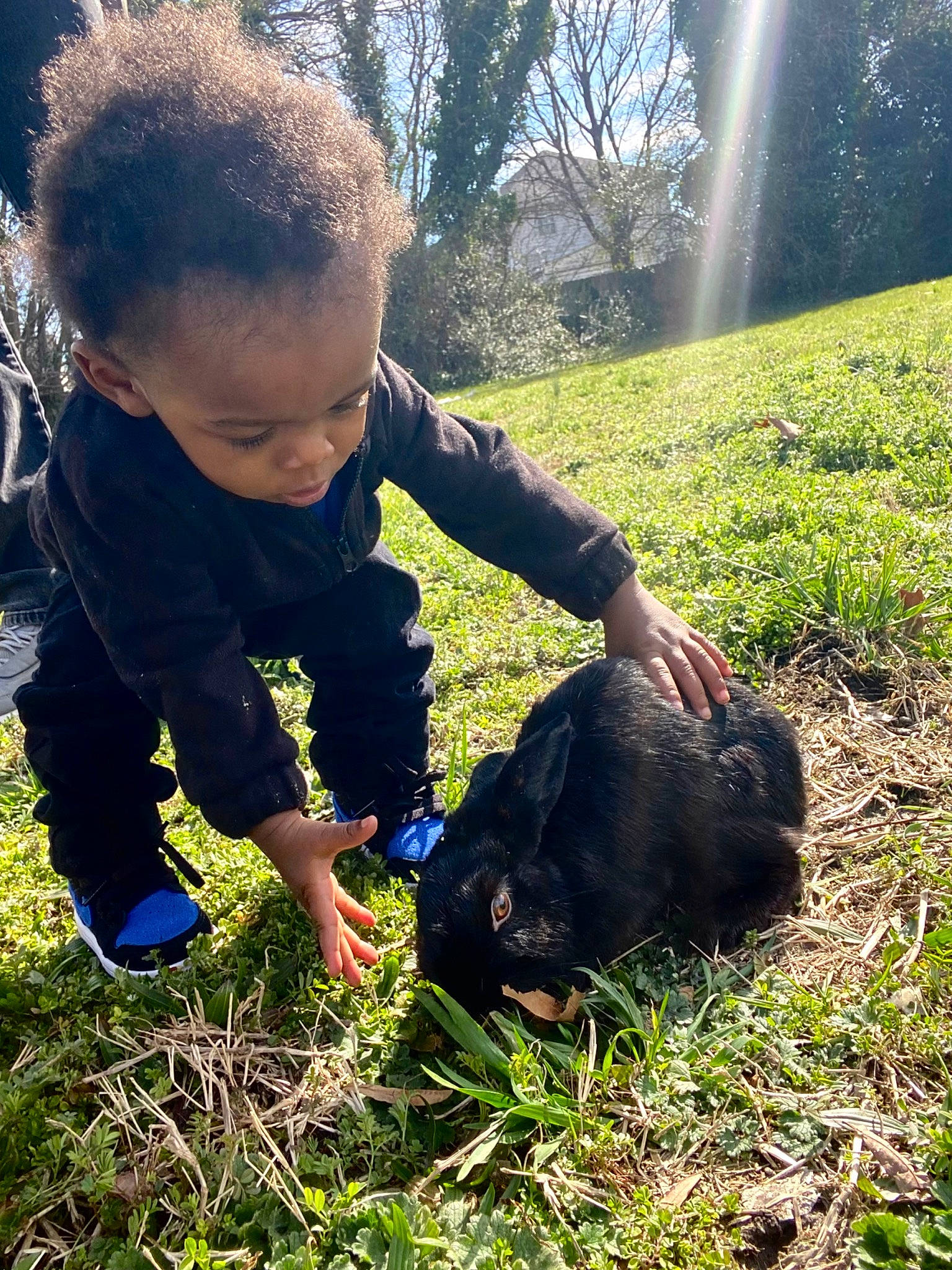 Chance is registered to the contest to win money with this photo: botany, child, companion_dog, grass, grass_family, grassland, happy, lawn, leaf, light, mammal, morning, people_in_nature, person, plant, soil, spring, sunlight, toddler, tree