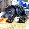dog, black_dog, indoor, wooden_floor, pet_bowl, resting, animal, paw, thoughtful, household, cage, container, floor, domestic, fur, ears, eyes, pet, companion, relaxed