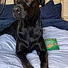 dog, black_dog, bed, pillows, blue_pillows, toy, potato_chips_toy, indoor, pet, fur, canine, resting, looking_away, bedroom, blanket, wooden_bed_frame, fan, wall_art, relaxed, domestic_animal