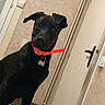 dog, black_dog, red_collar, bed, indoor, pet, animal, curious, alert, domestic, canine, bedroom, door, wall, collar, furniture, house, pet_tag, standing, looking