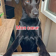 Tekila a rejoint le concours — aidez-le/la à gagner de superbes lots ! dog, black_dog, window, indoor, wooden_table, paws, looking, pet, animal, curious, home, floor, door, light, furniture, canine, expression, close_up, standing, domestic