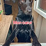 dog, black_dog, window, indoor, wooden_table, paws, looking, pet, animal, curious, home, floor, door, light, furniture, canine, expression, close_up, standing, domestic