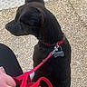 animal, black_dog, black_fur, collar, companion, dog, human_hand, leash, outdoors, pavement, pebbles, pet, profile_view, red_leash, short_hair, sidewalk, sitting, smartphone_screenshot, tag, walk