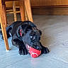 animal, black_dog, cabinet, chair, chewing, collar, daylight, dog, happy, home, indoors, kitchen, lying_down, pet, playful, portrait, red_cup, tiled_floor, toy, wooden_furniture